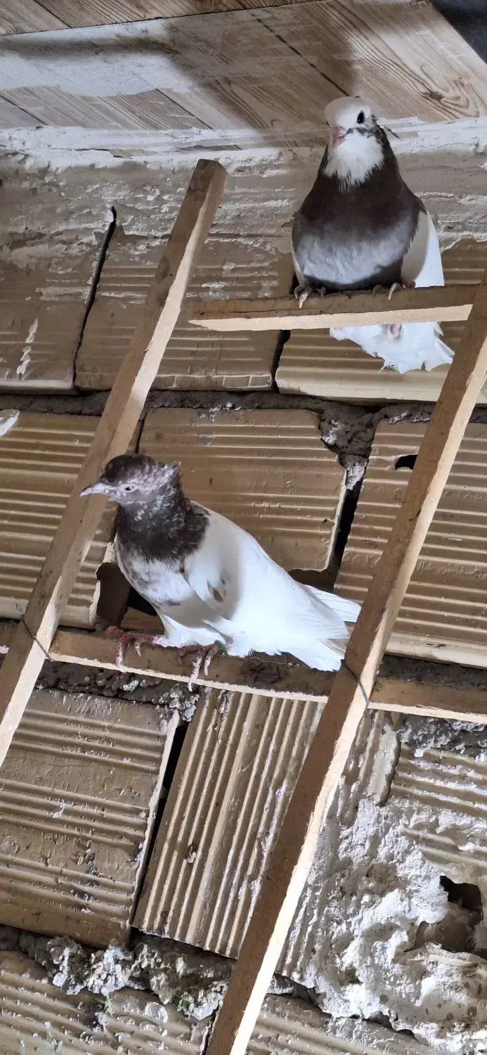 کبوتر|پرنده|اقبالیه, |دیوار