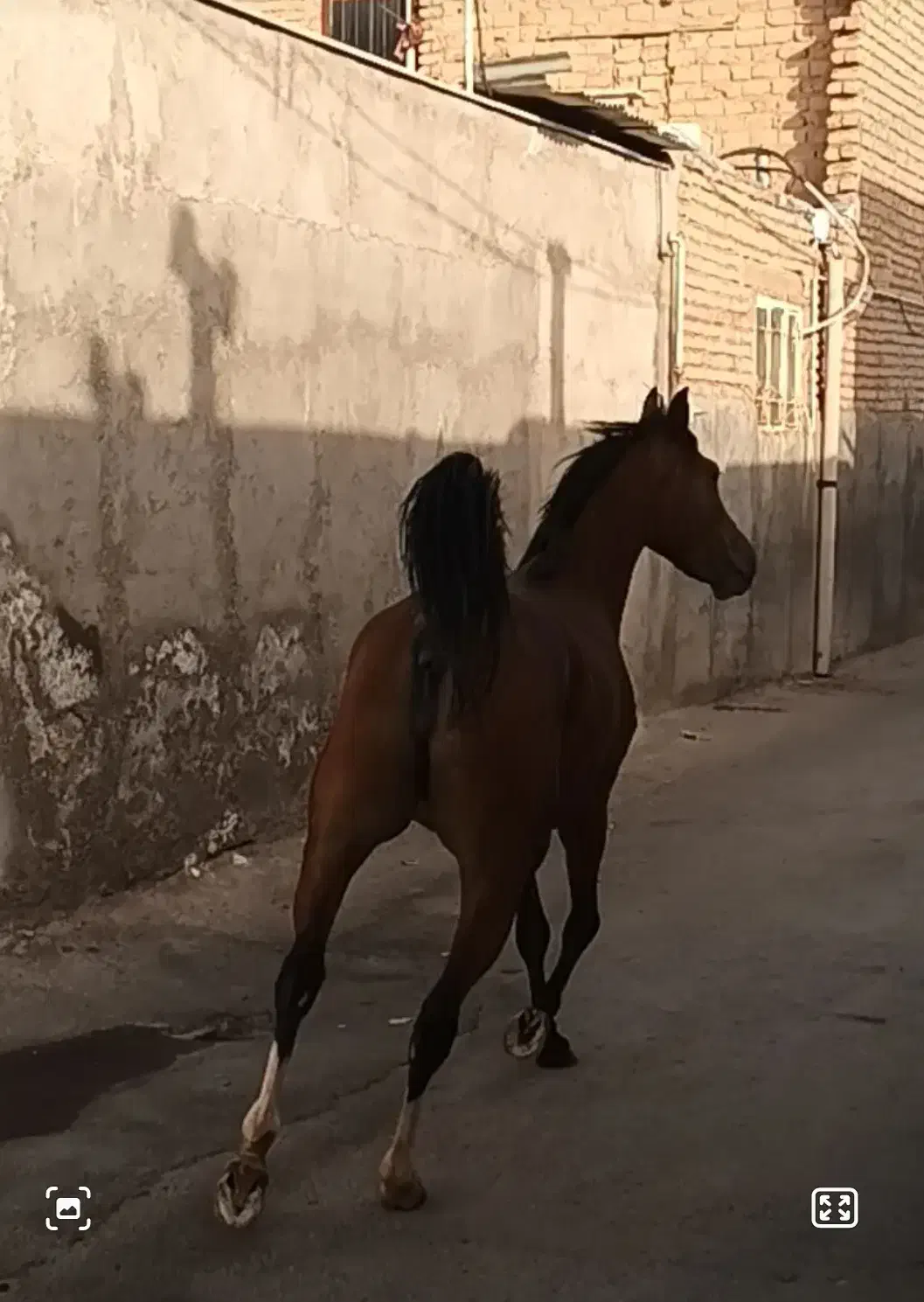 مادیان سه ساله  درجه یک جنس کرد|اسب و تجهیزات اسب‌سواری|ساوه, |دیوار