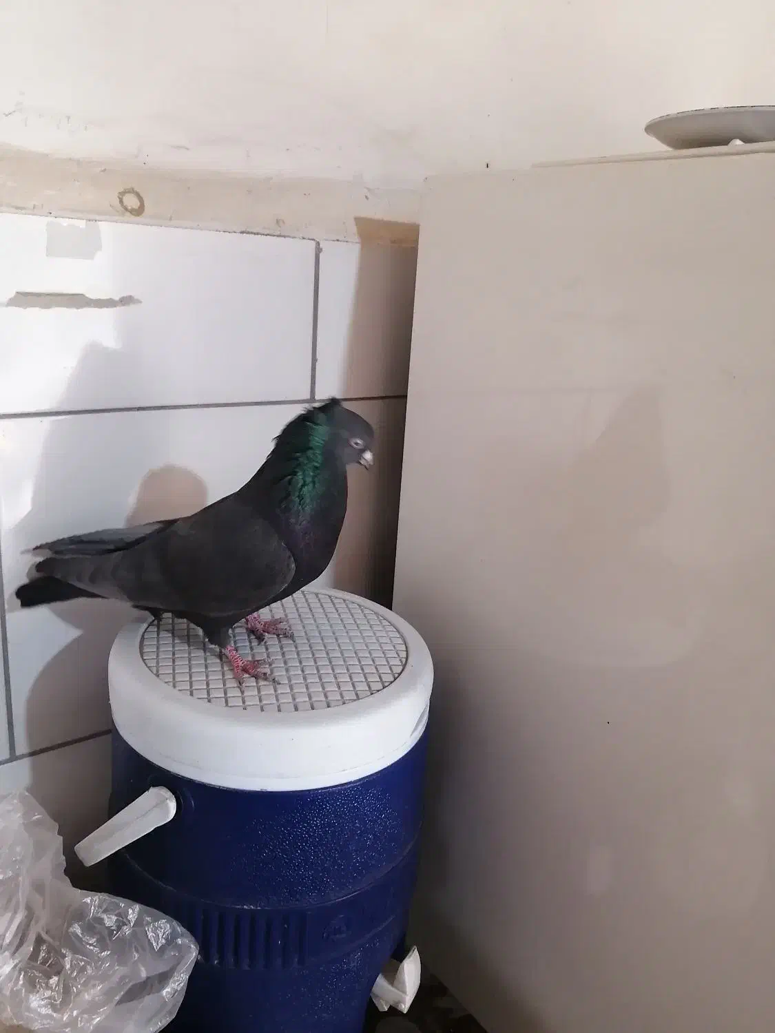 کفتر نر سیاه کاشونی.|پرنده|نجف‌آباد, گلبهار|دیوار