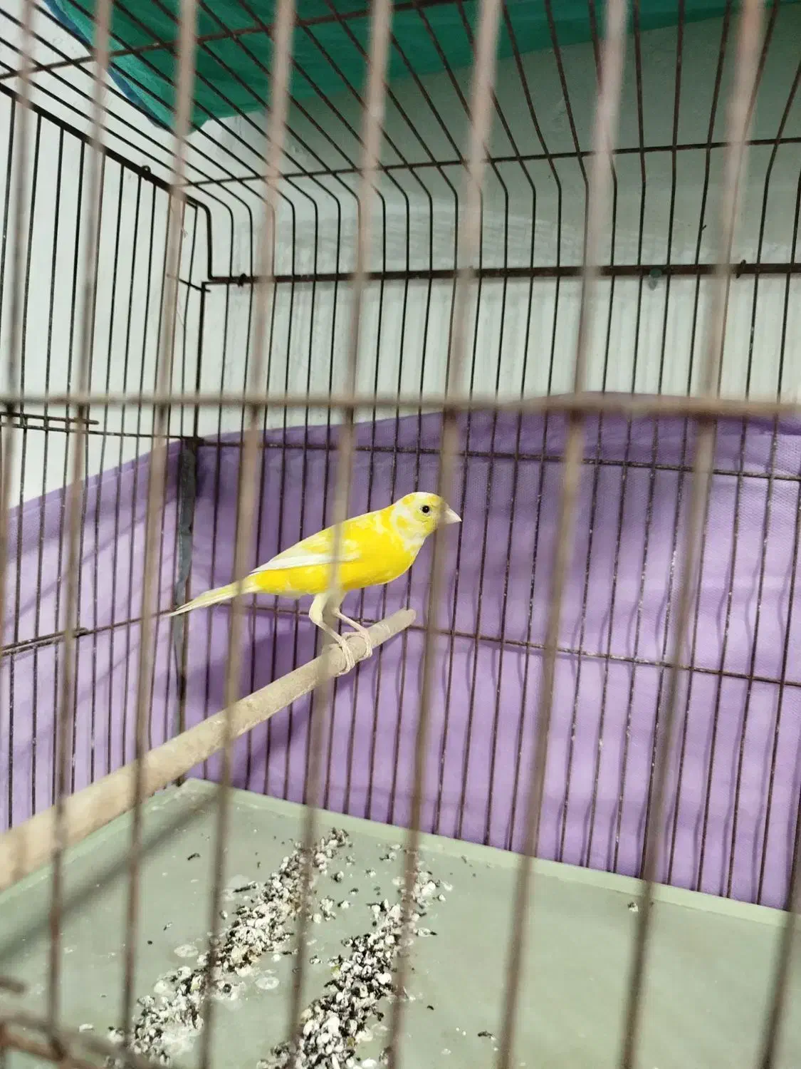 فروش قناری|پرنده|برازجان, |دیوار