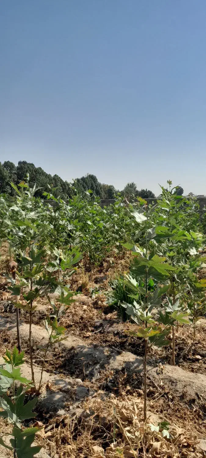 نهال چنار درخت درختچه قلمه کشاورزی|خدمات باغبانی و درختکاری|لنجان, |دیوار