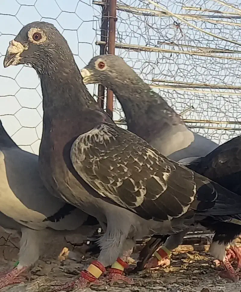 قناری مست وکفتر آلمانی|پرنده|تربت‌حیدریه, بازار|دیوار