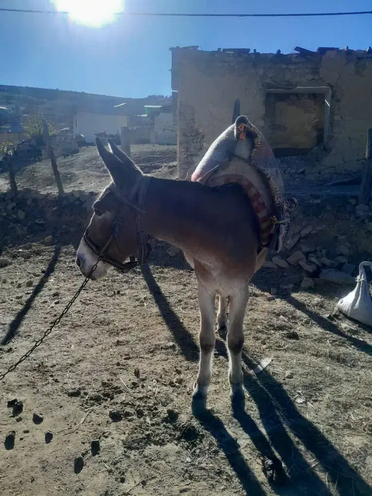 فروش فوری قاطر ۶ساله|حیوانات مزرعه|کجور, |دیوار