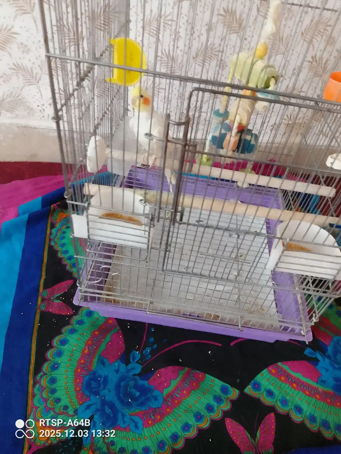 عروس هلندی|پرنده|سی‌سخت, |دیوار