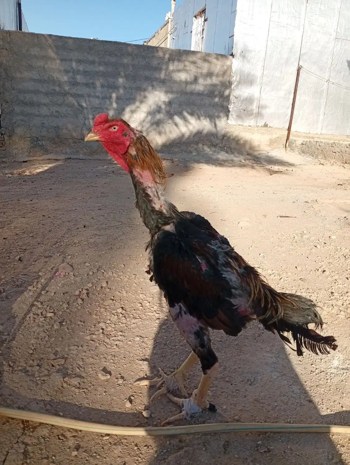 تخم لاری  تازه و نطفه دار|حیوانات مزرعه|سرپل ذهاب, |دیوار