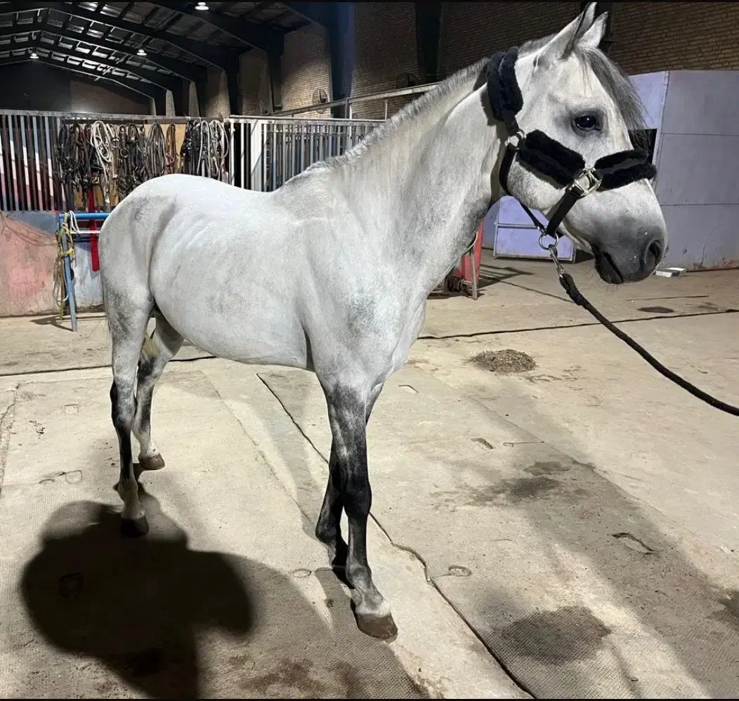 اسب|اسب و تجهیزات اسب‌سواری|کهریزک, |دیوار