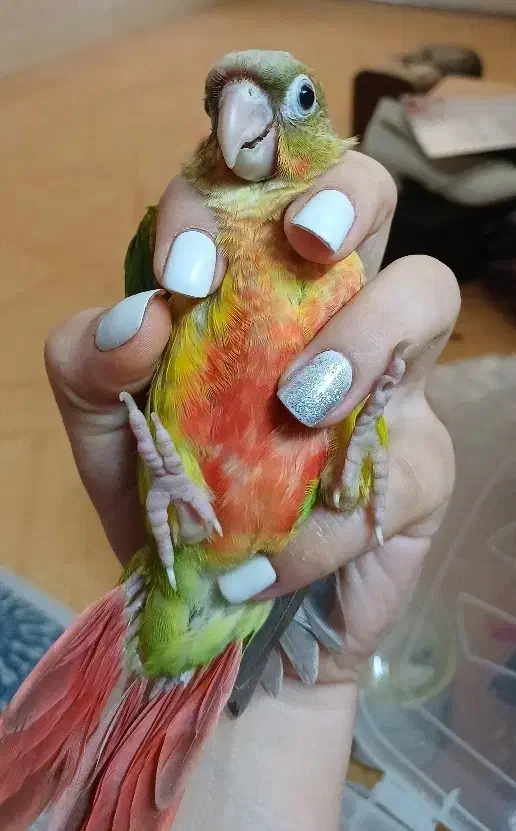 طوطی گرینچیک|پرنده|رشت, لاکانی|دیوار