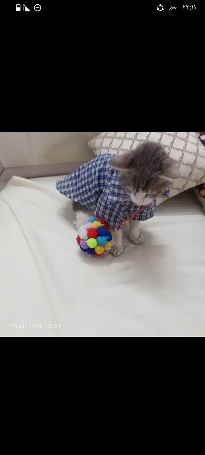 واگذاری بچه گربه با لوازم|گربه|ری, دیلمان|دیوار