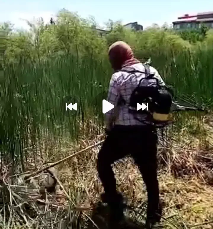 زدن علف های هرز و چمن زنی|خدمات باغبانی و درختکاری|رشت, توشیبا|دیوار