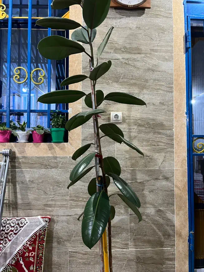 گل فیکوس|گل و گیاه طبیعی|رشت, حومه رشت|دیوار