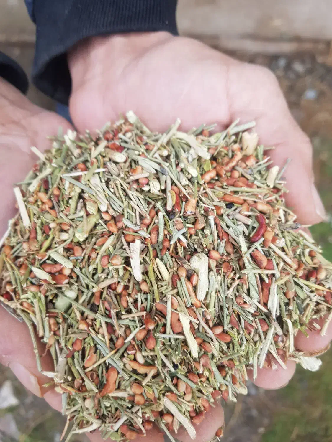 خارشتر جایگزین یونجه برند بوژن|خدمات باغبانی و درختکاری|کرج, باغستان|دیوار