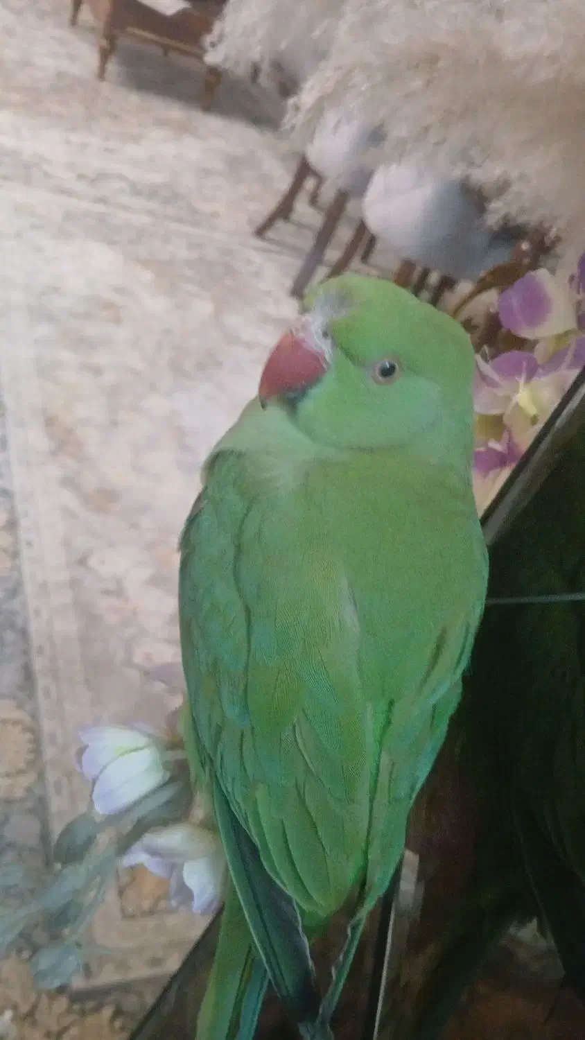 ملنگو گمشده|پرنده|بهنمیر, |دیوار