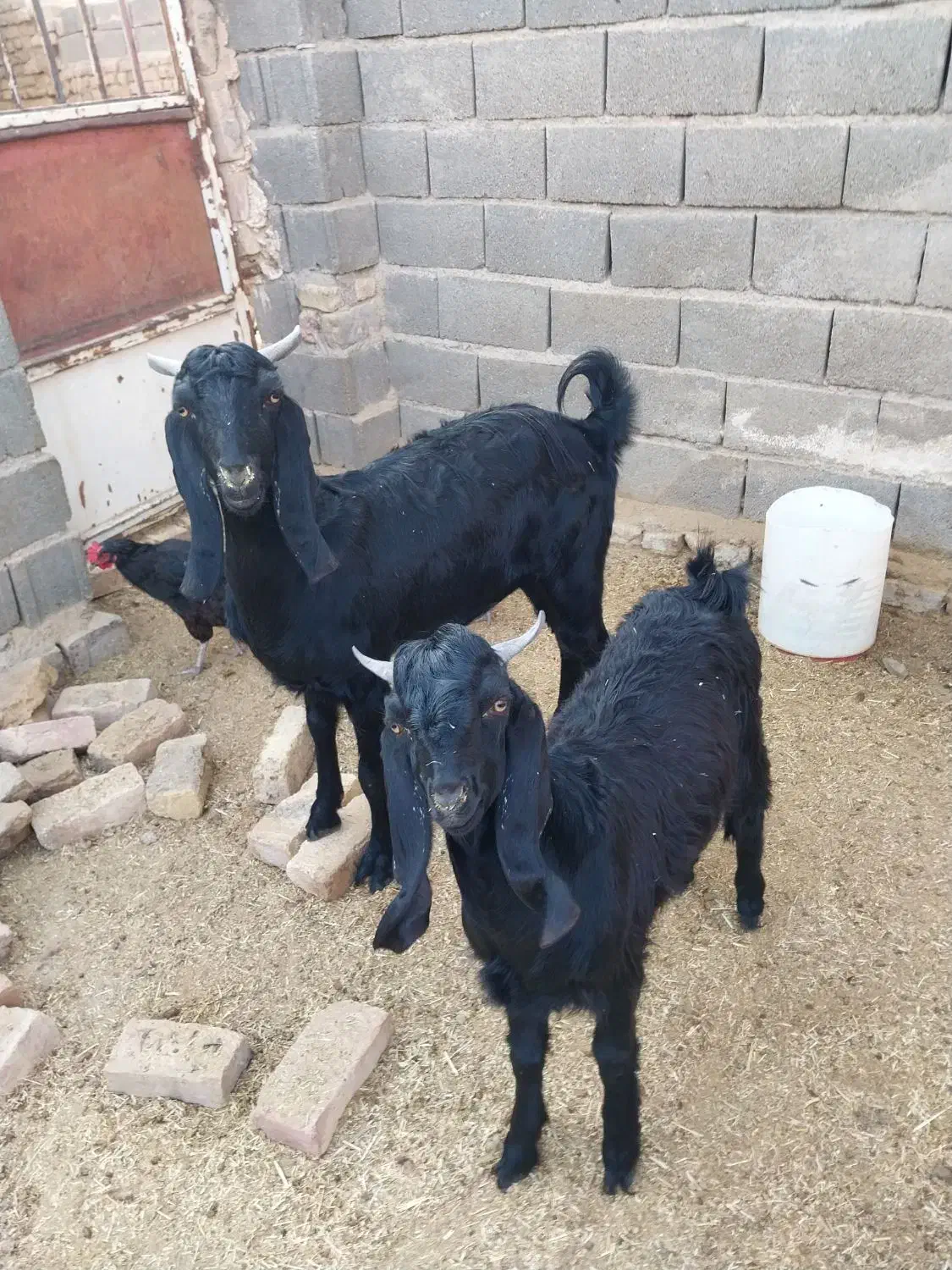 بز فروشی|حیوانات مزرعه|فیروزه, |دیوار