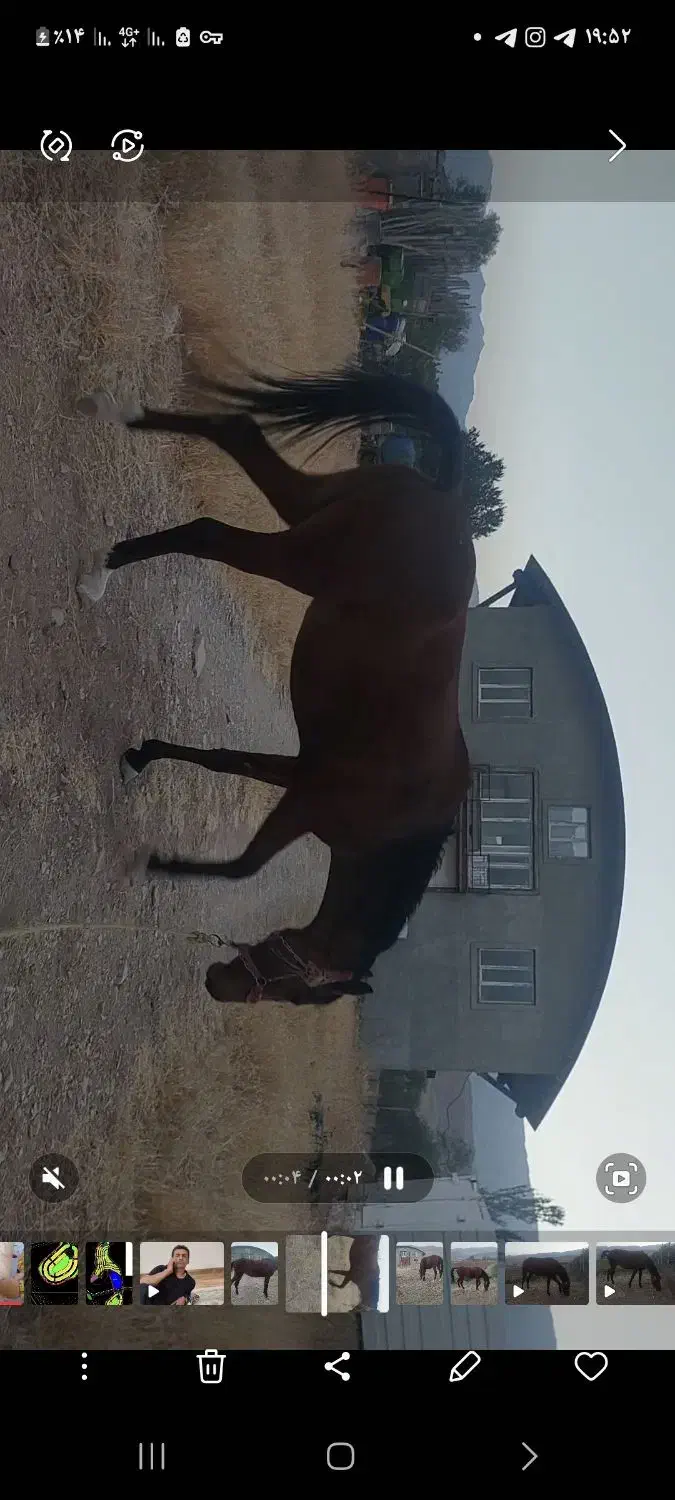 مادیان ۳ سال کاملا سالم|اسب و تجهیزات اسبسواری|فارسان, |دیوار