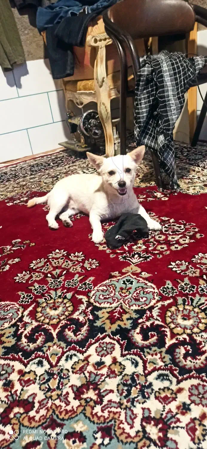 گم شده|حیوانات|فسا, |دیوار