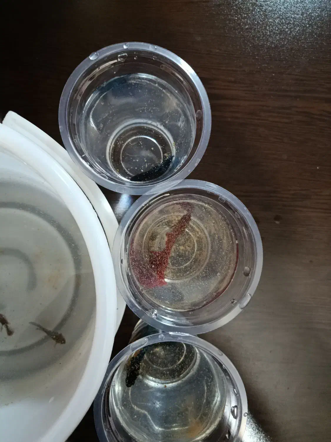 ماهی فایتر|ماهی|تهران, شاهین|دیوار