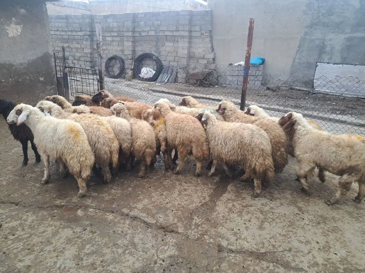 بره نر پوشی|حیوانات مزرعه|کرمانشاه, |دیوار