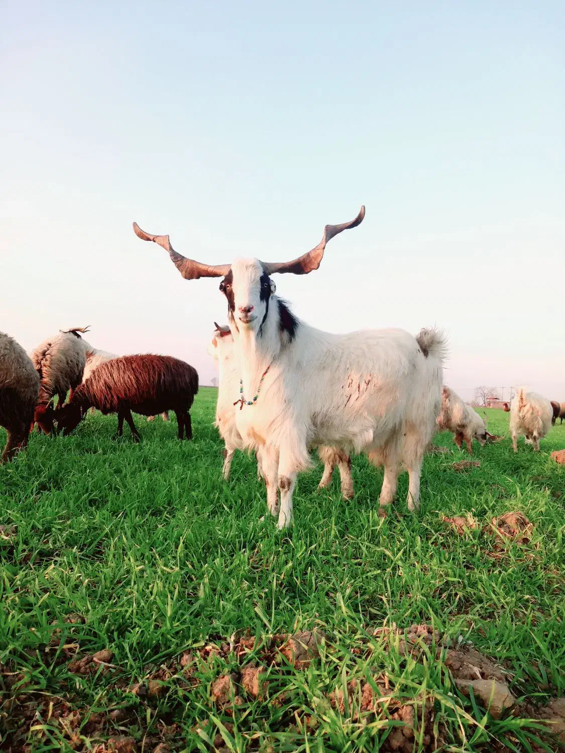 نر بز ۳سال|حیوانات مزرعه|مزرعه کتول, |دیوار