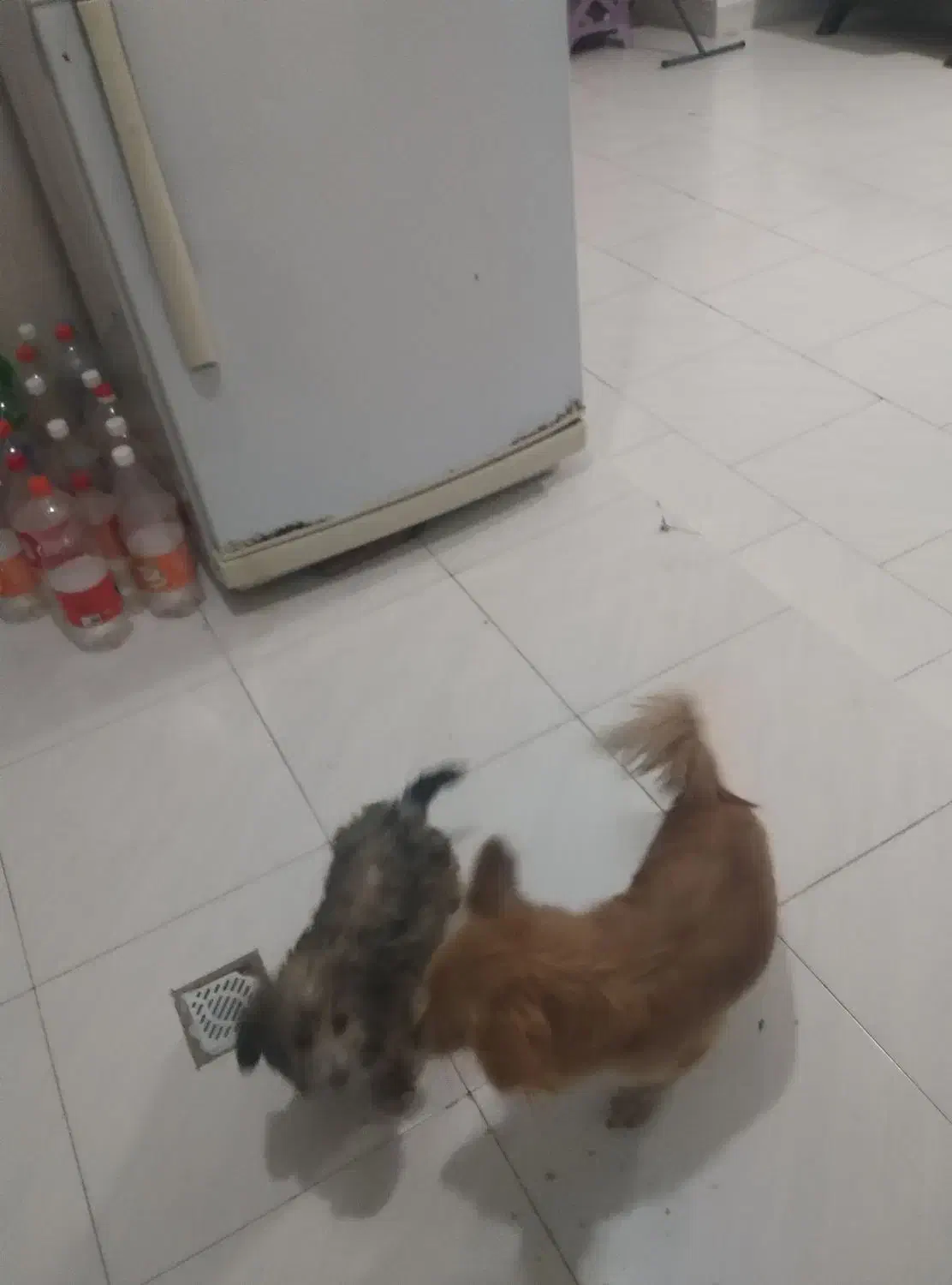 مادر و چهار توله سگ بفروش میرسد|سگ|هشتگرد, فاز ۷ مهستان|دیوار