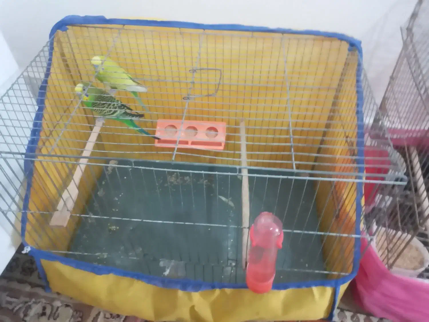 مرغ عشق نرو ماده بالغ|پرنده|ساوه, |دیوار