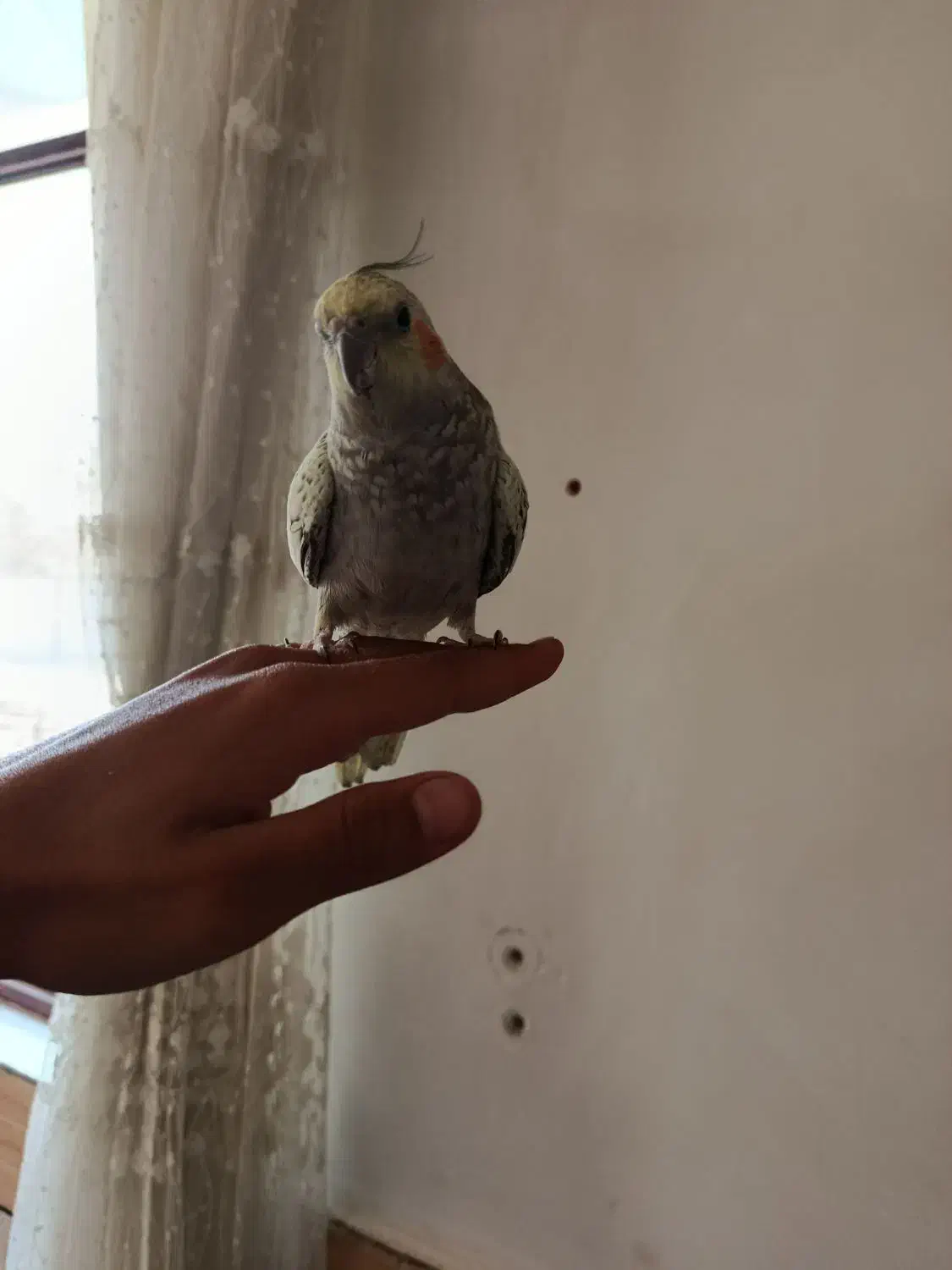 عروس هلندی|پرنده|الیگودرز, |دیوار