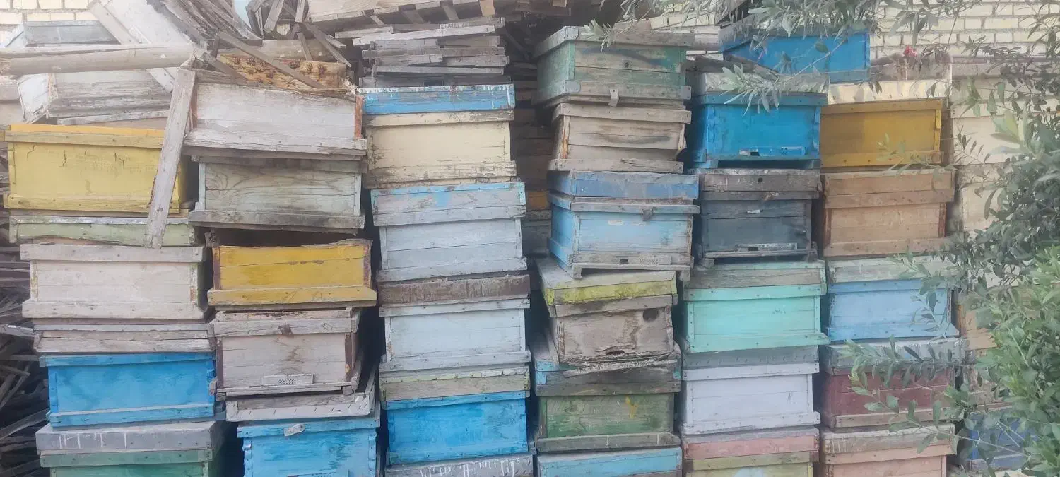 صندوق کندو و طبق زنبور|لوازم جانبی حیوانات|شوش, |دیوار