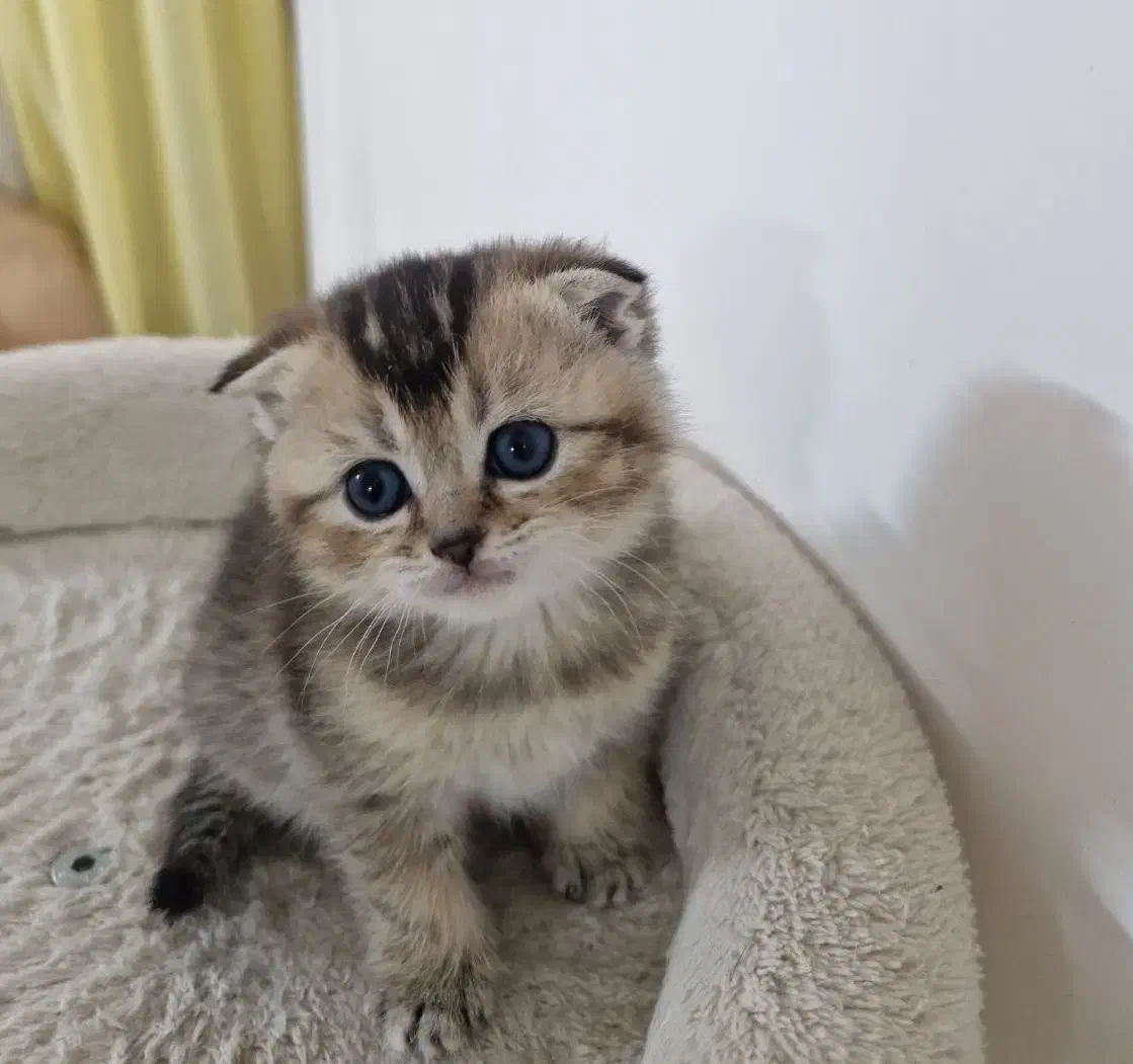 اسکاتیش|گربه|مشهد, اقبال|دیوار