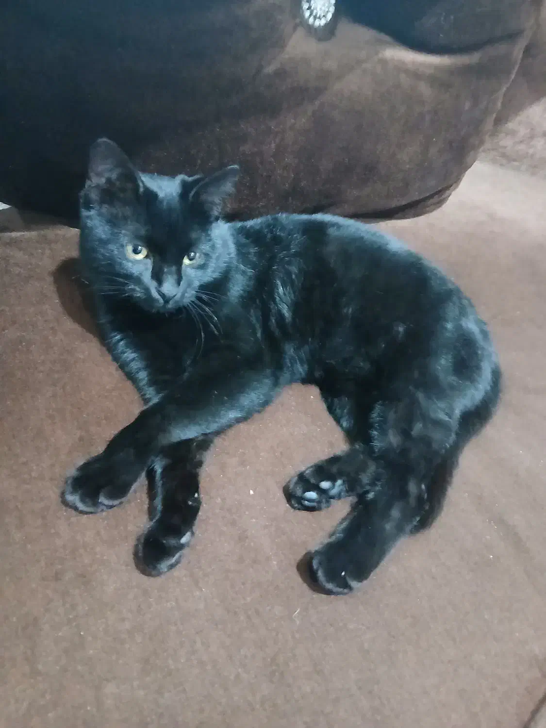 گربه خانگی زیبا|گربه|اردبیل, |دیوار