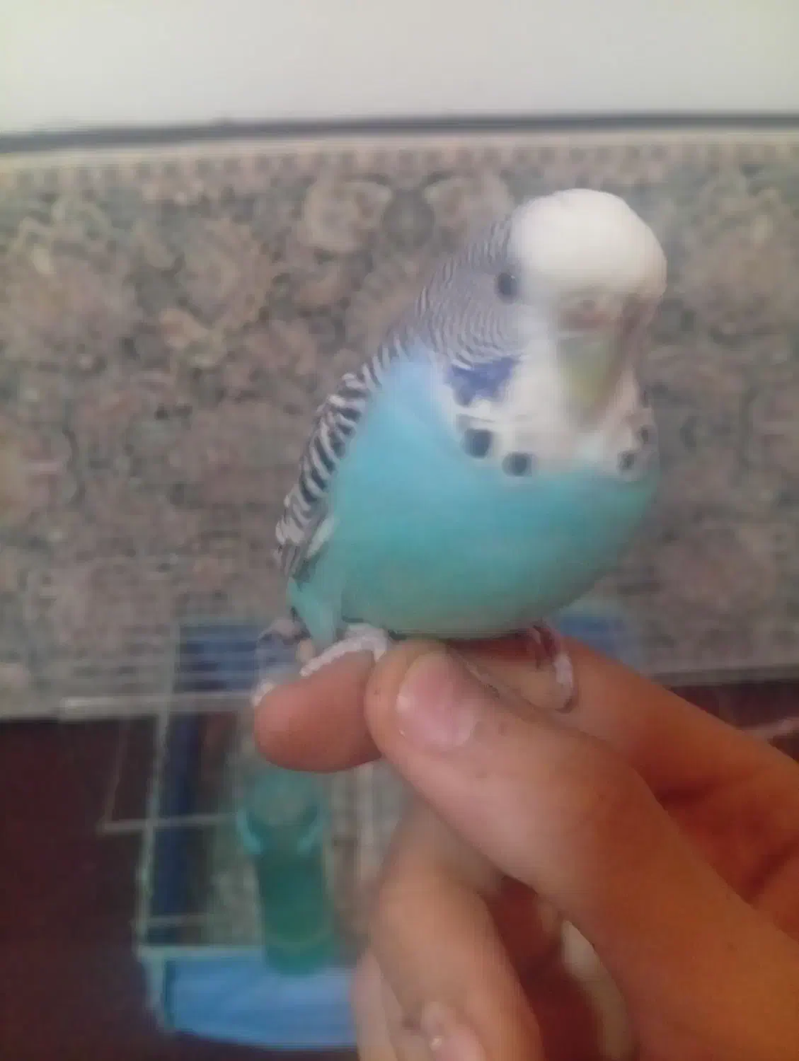 مرغ عشق مولد اینگلیسی دستی|پرنده|قدس, شهر‌قدس|دیوار