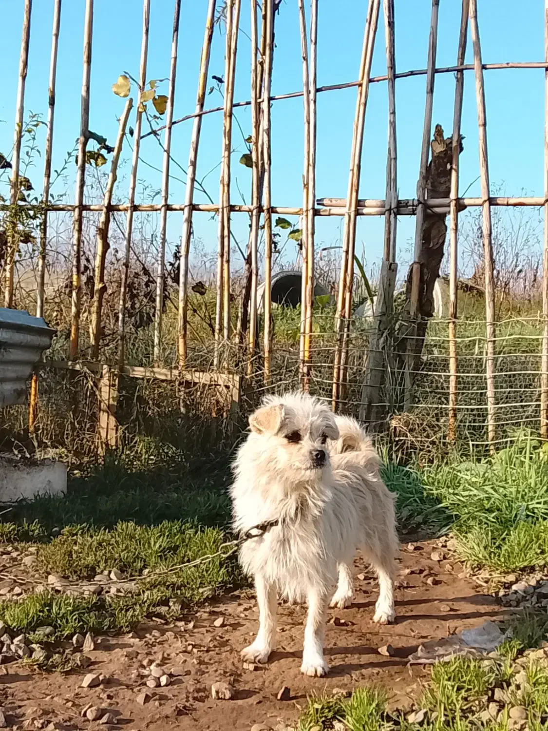 سگ پاکوتاه ماده|سگ|چاف و چمخاله, |دیوار