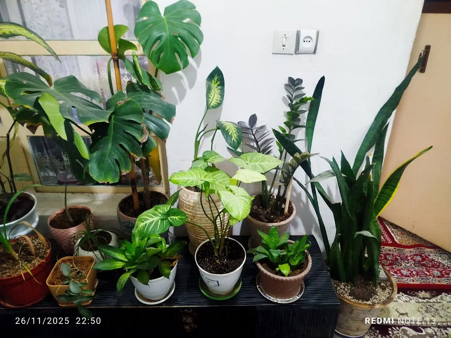 گل طبیعی|گل و گیاه طبیعی|قرچک, ولی آباد|دیوار