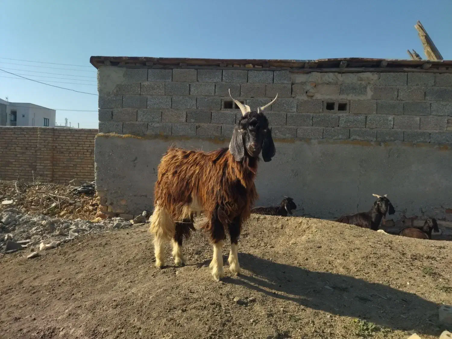 فروش چوش نر|حیوانات مزرعه|گمیشان, |دیوار