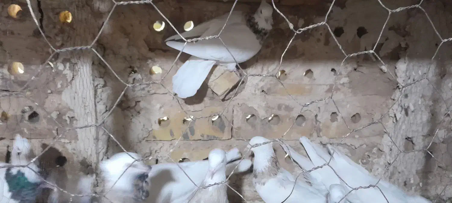 کبوتر طوقی جفتگاه|پرنده|تایباد, |دیوار