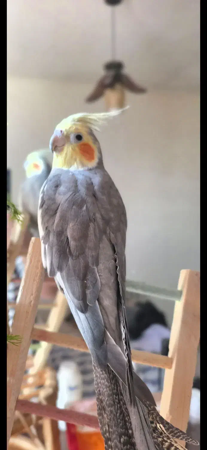 عروس هلندی. گمشده|حیوانات|ساری, |دیوار