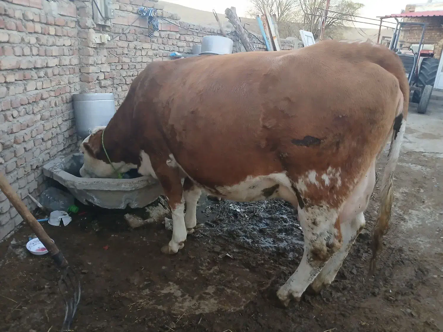 گاوسمیتال باگوساله قرمز|حیوانات مزرعه|اهر, |دیوار