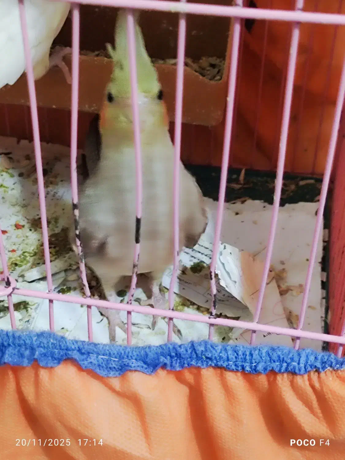 طوطی عروس هلندی|پرنده|باوی, |دیوار