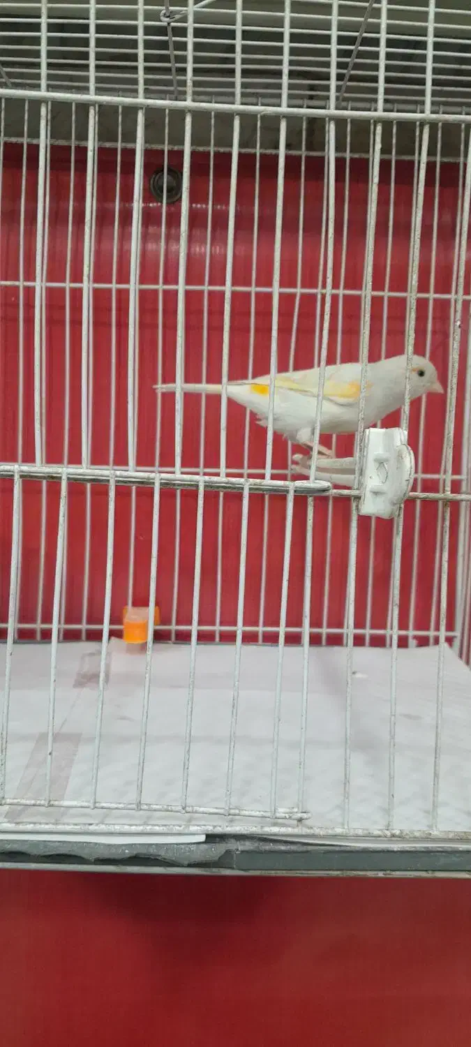 قناری مزاییکی ماده|پرنده|مشهد, امامیه (شهرک غرب)|دیوار