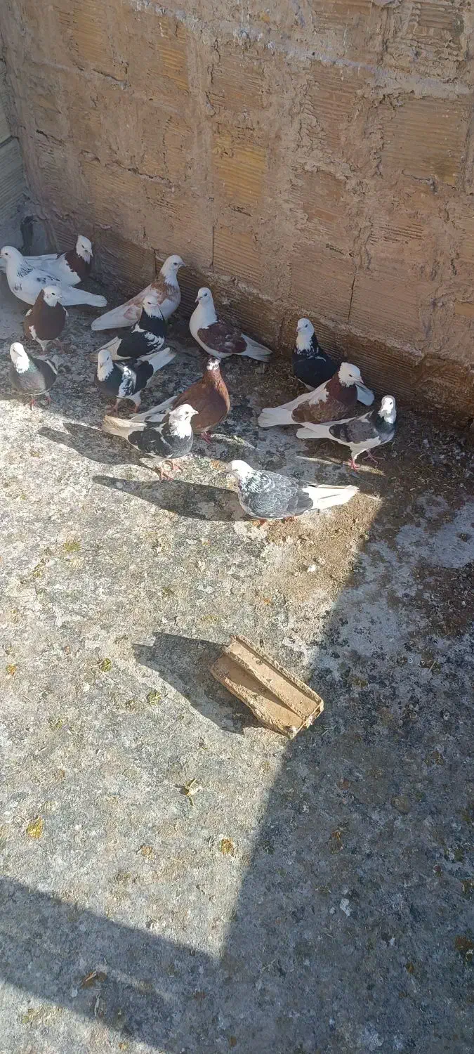 کبوتر|پرنده|تبریز, |دیوار