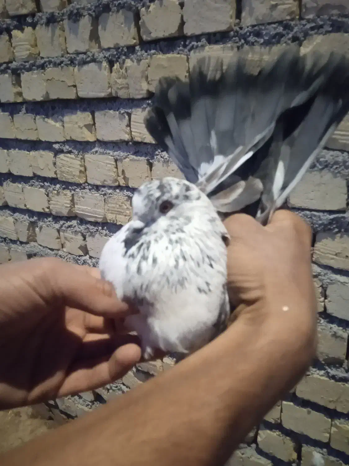 کبوتر|پرنده|کوهدشت, |دیوار