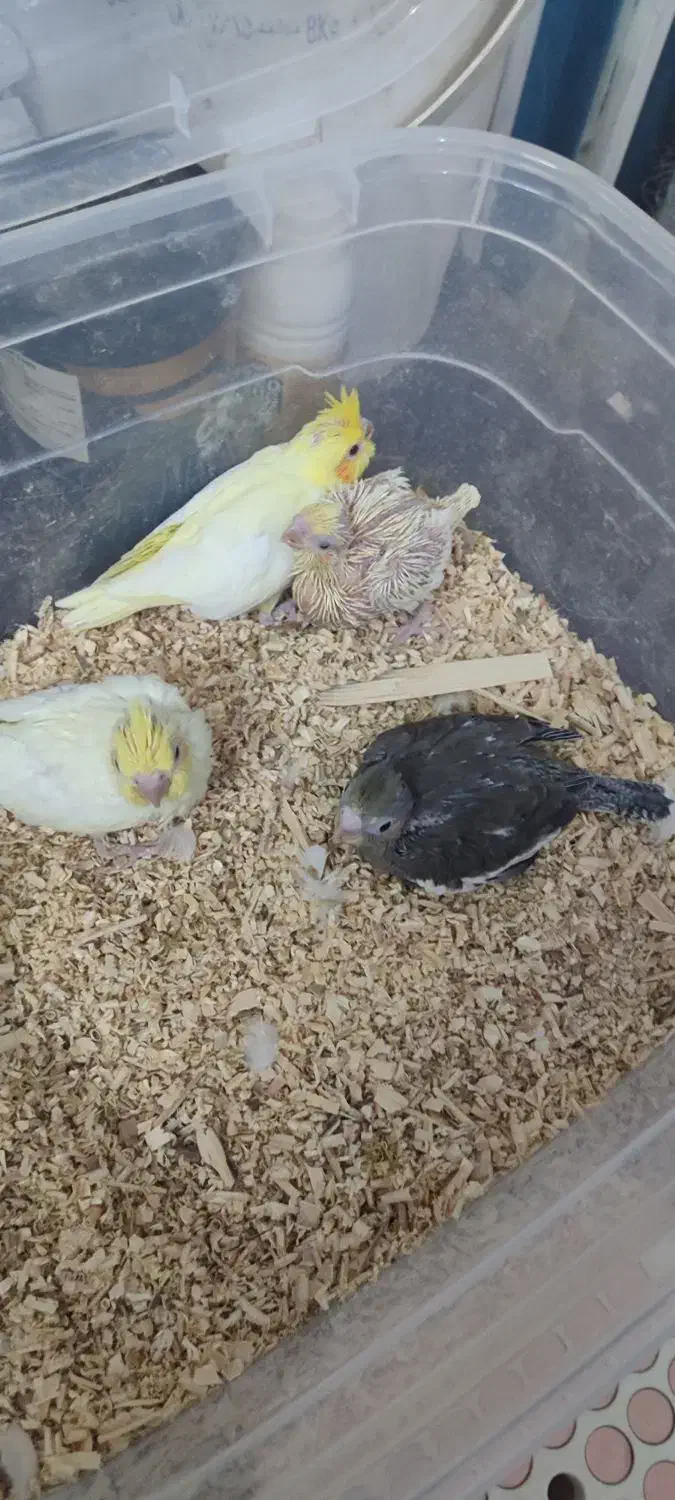 جوجه عروس هلندی لوتینو سرلاکی دستی|پرنده|شیراز, شیخ علی چوپان|دیوار