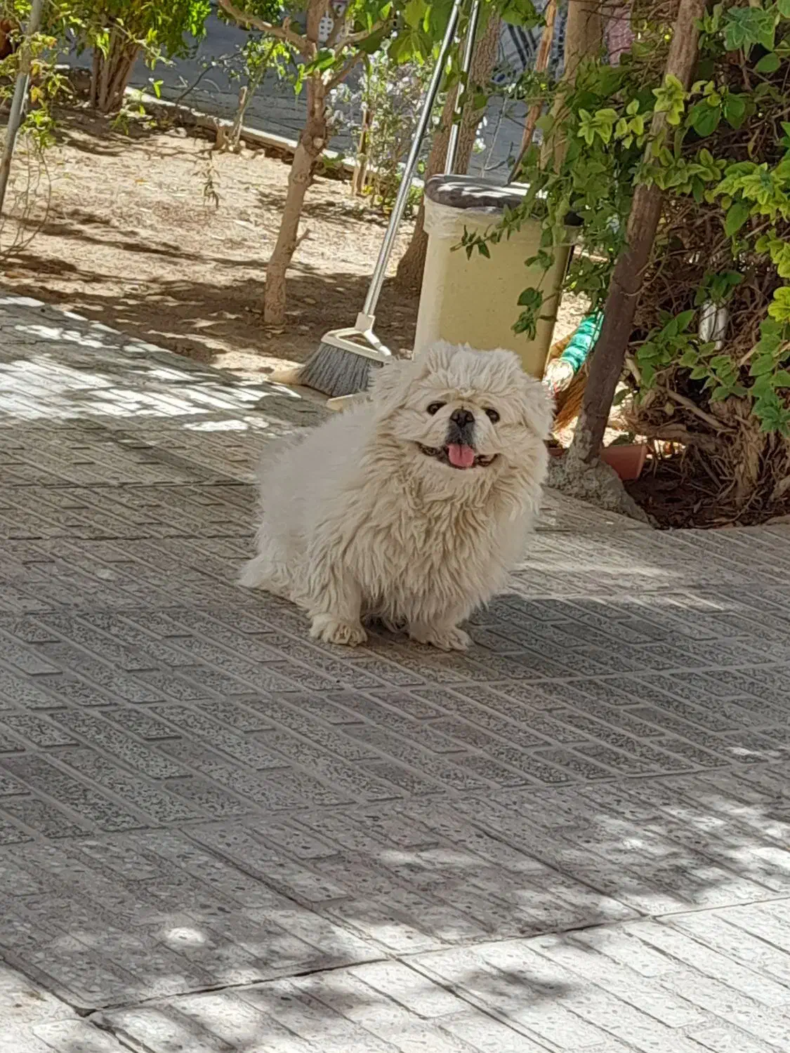 پیکینیزامپریال نر|سگ|شهرضا, |دیوار