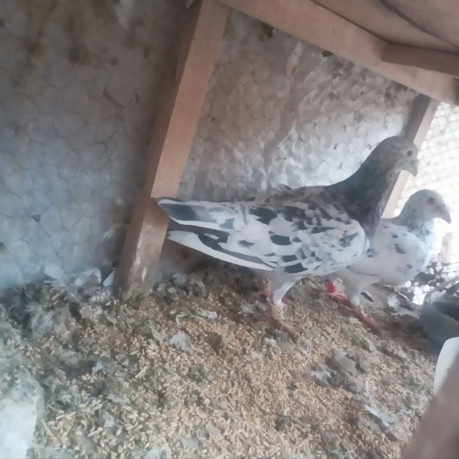 ۷۰کبوتر جفت گاه وهوایی|پرنده|تربت جام, یحیی آباد|دیوار