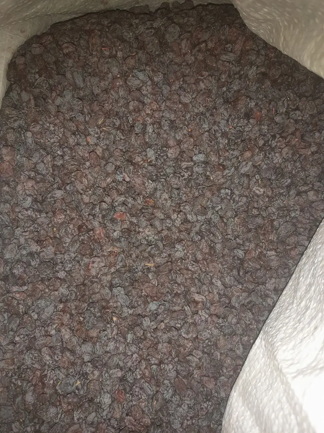 کشمش افتابی پاک شده|خوردنی و آشامیدنی|تاکستان, |دیوار