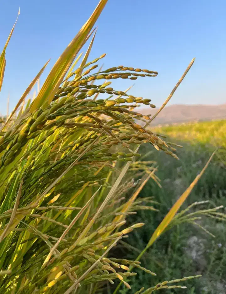 برنج کامفیروزی به شرط|خوردنی و آشامیدنی|شیراز, کاراندیش|دیوار