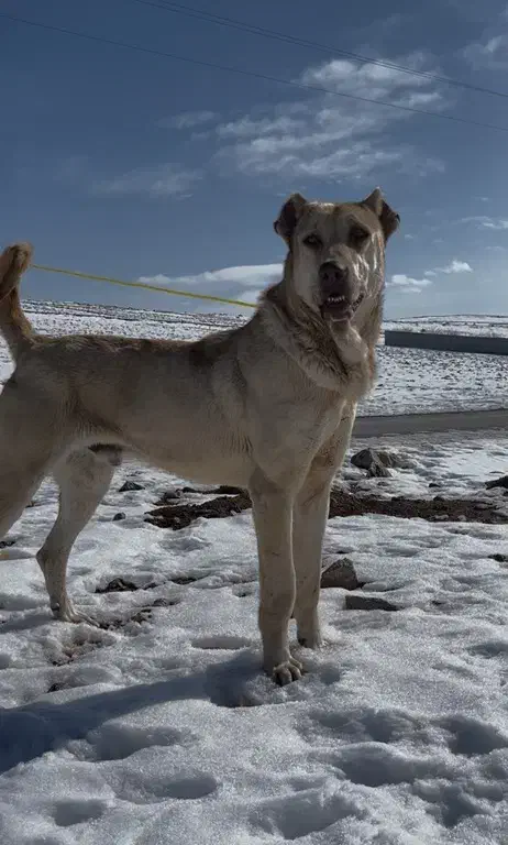 واگذاری سرابی|سگ|باسمنج, |دیوار