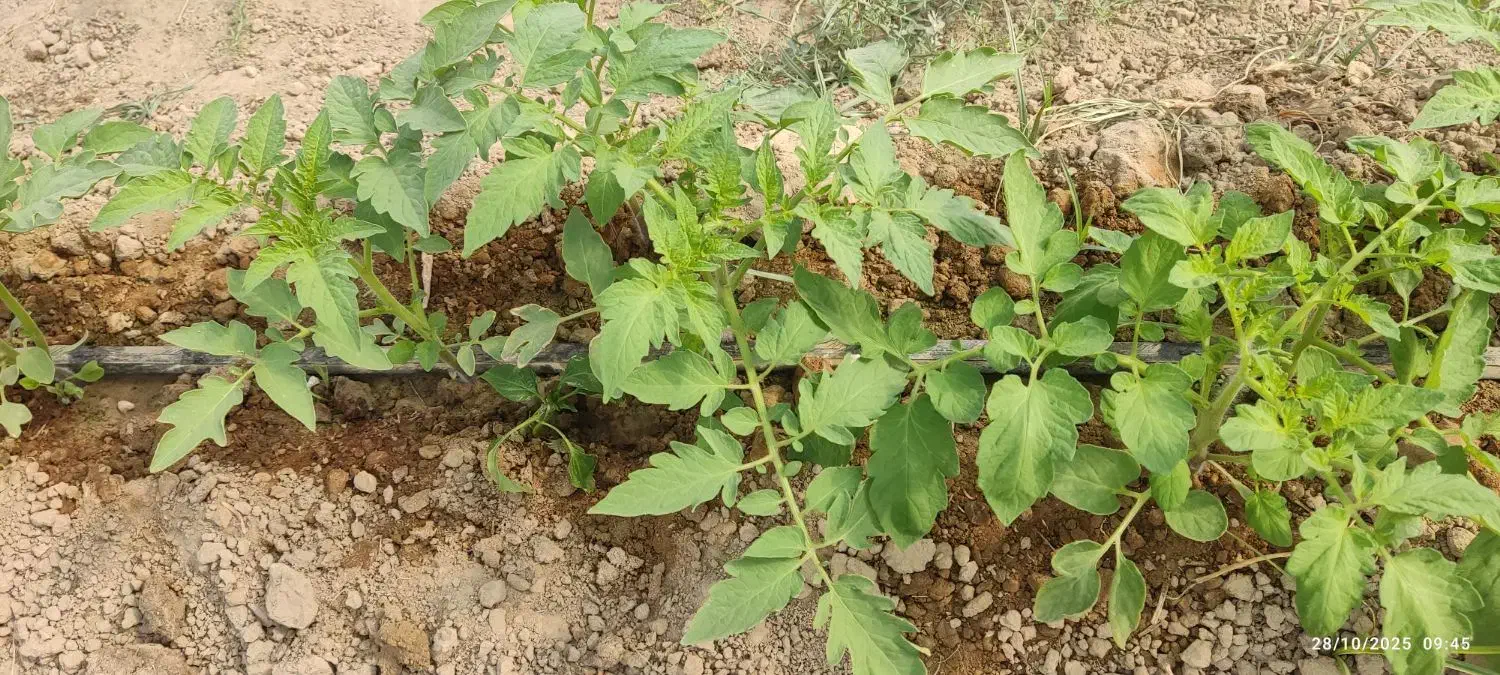 نهال گوجه|حراج|زهک, |دیوار