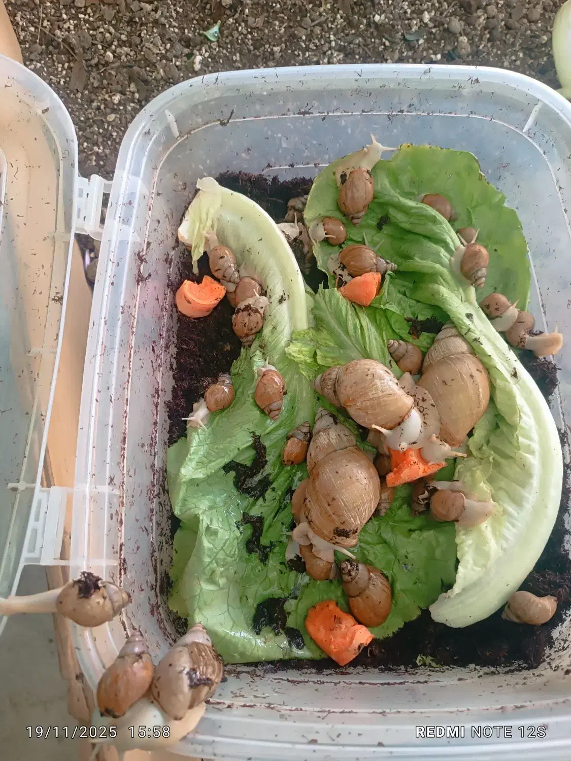 حلزون آلبینو|خزنده|کرج, کرج نو|دیوار