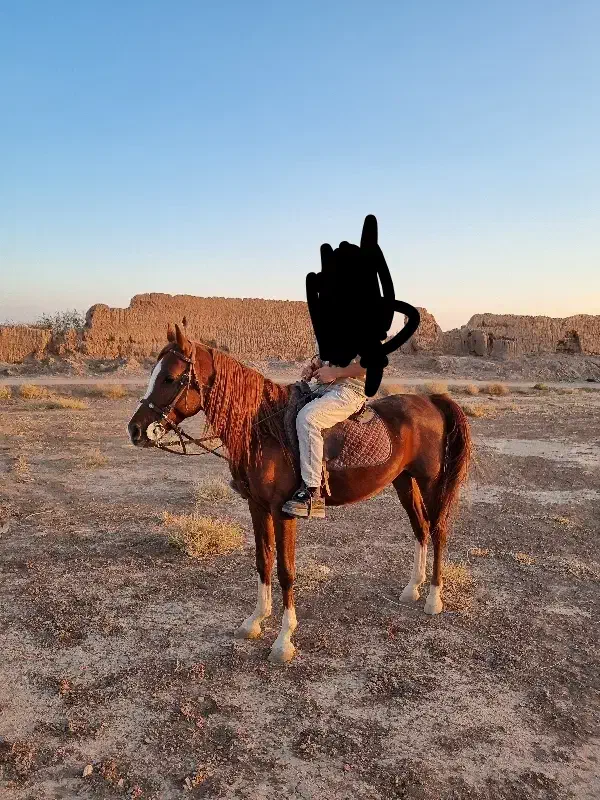 اسب عرب|اسب و تجهیزات اسبسواری|رفسنجان, |دیوار