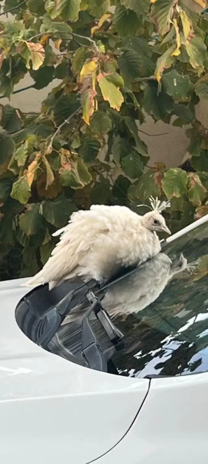 طاووس گمشده|حیوانات|یاسوج, |دیوار