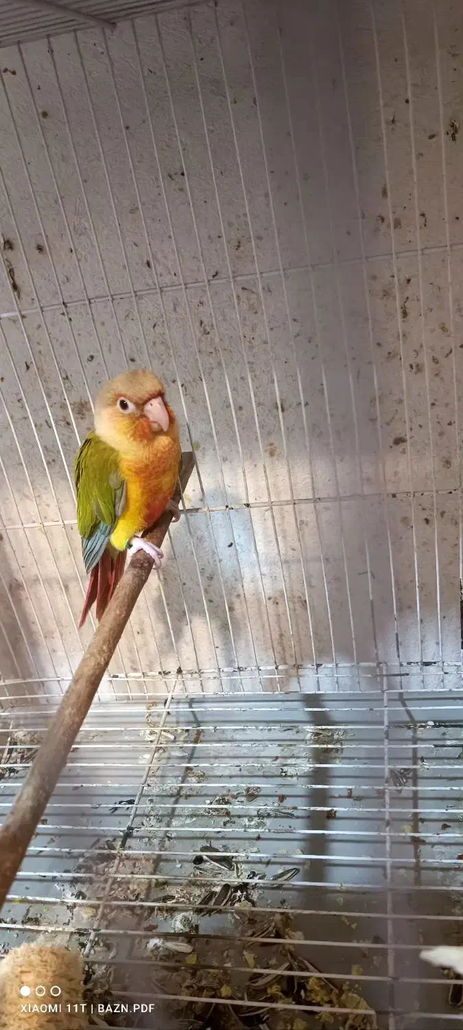 فروش طوطی گرینچیک ،تراکوییس،خورشیدی|پرنده|آمل, |دیوار